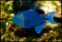 Niger Triggerfish