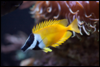 Foxface Fish