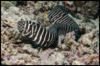 Zebra Moray Eel