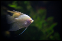 Albino Agnelfish