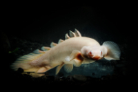 Albino Bichir