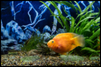 Blood Parrot Cichlid Yellow