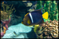 Asfur Angelfish