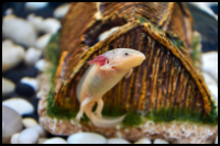 axolotl