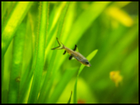 bala shark in plants