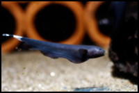 Black Ghost Knifefish