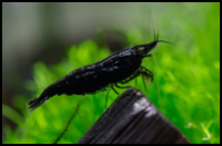 Neocaridina Shrimp Black