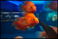 Blood Parrot Cichlid Small Group