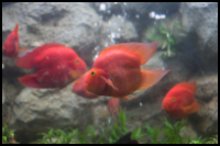 Blood Parrot Cichlid Small Group