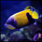 Blue Girdled Angelfish colorful