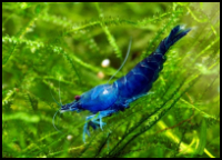 Neocaridina Shrimp Blue