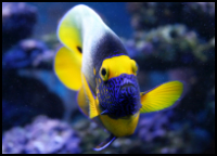 Blueface Angelfish Front