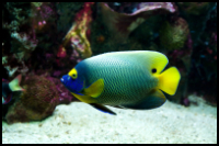 Blueface Angelfish Side