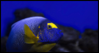Blueface Angelfish Side Face