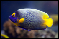 Blueface Angelfish