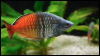 Boesemani Rainbow