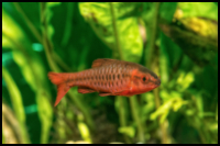 Side View Cherry Barb