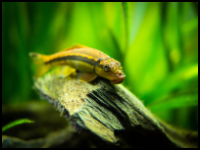 Yellow Siamese Algae Eater Two