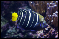 Chrysurus Angelfish