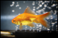 Standard Goldfish
