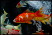 Comet Goldfish