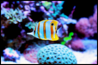 Copperband Butterfly Reef Tank