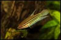 Sparkling Gourami with plants