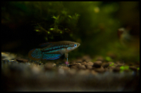 Sparkling Gourami on ground