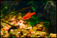 Ember Tetra