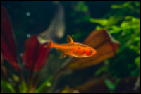 Ember Tetra