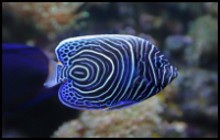 Emperor Angelfish Juvenile 