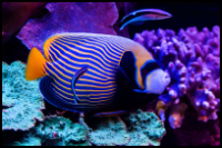 Emperor Angelfish Adult