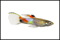 Endler Livebearer White Background