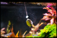 Feeding Spotted Puffer