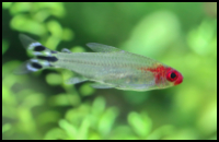 flag tail rummy