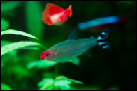 flag tail tetra