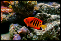 Flame Angelfish