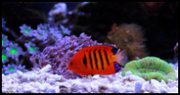 Flame Angelfish