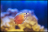 Flame Gourami