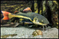 Full Adult Red Tail Catfish