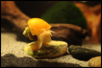 Mystery Snail Gold