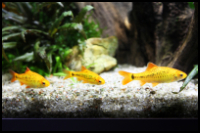group of golden barbs with white stones