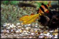 one golden barb and a tiger barb
