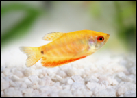 Golden Gourami Juvi