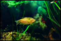 Golden Gourami Small