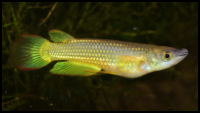 Golden Wonder Killifish