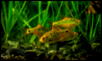 group of golden barbs with plants