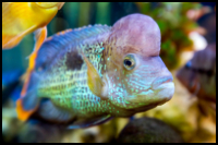 Green Terror Cichlid