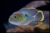 Green Terror Cichlid