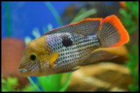 Green Terror Cichlid